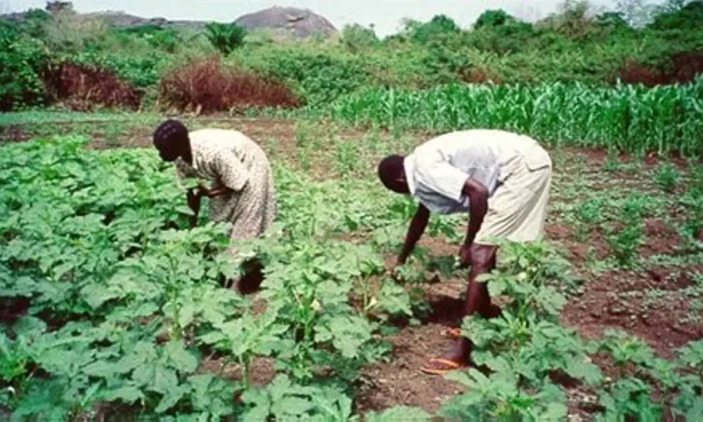 Illicit Taxation: Malian and Nigerien Terrorists Exploit Nigerian Farmers
